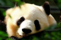 <p>python包管理工具uv</p>